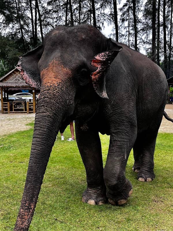 Elephant Home - Image 1