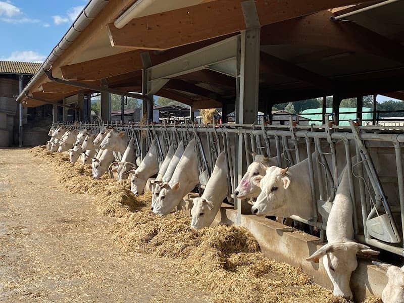 Chianina Rinderbetrieb - Image 1