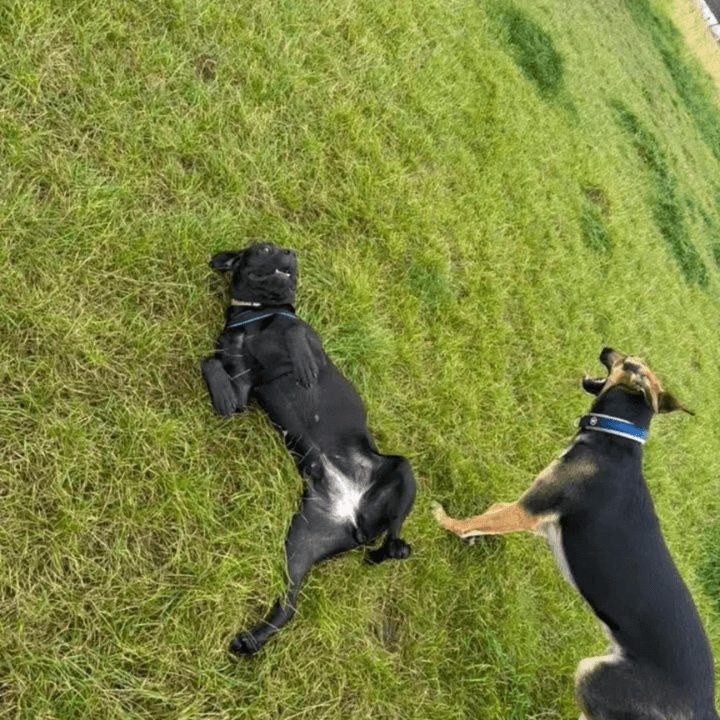 Greenhalgh Canine Club - Image 2