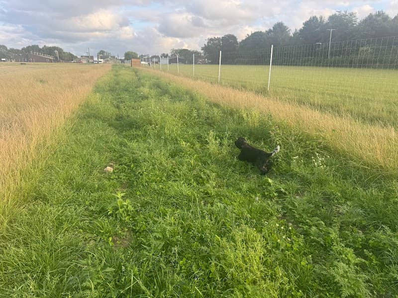 Greenhalgh Canine Club - Image 1