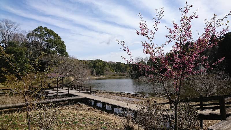 植物園湿地デッキ - Image 1