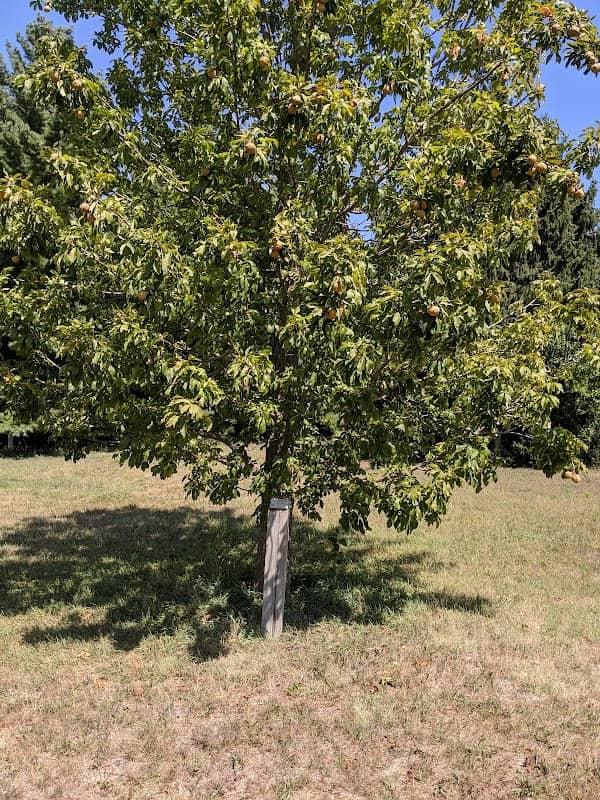 Maskenthine Arboretum - Image 2