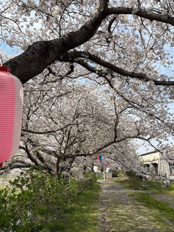 富士見の桜土手 - Image 1