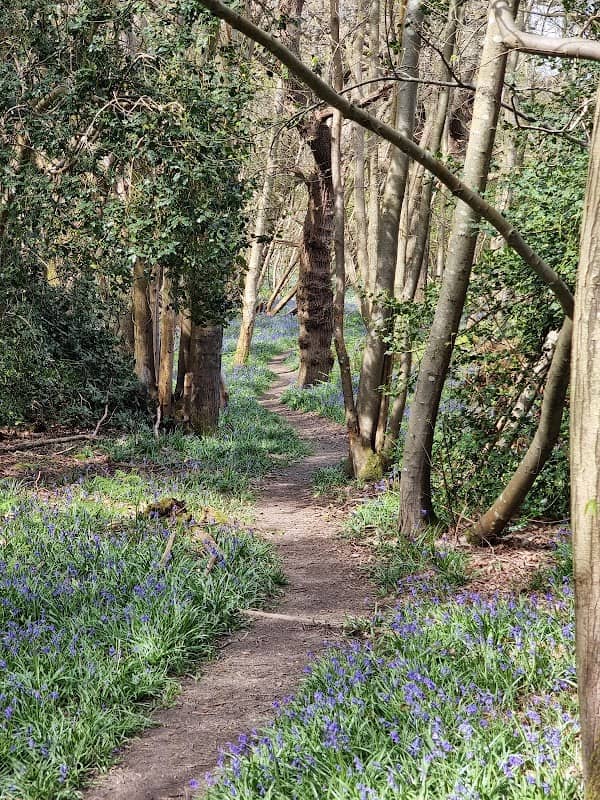 Fairlight Wood - Image 2