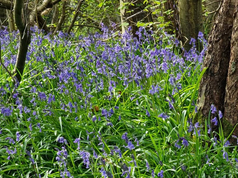 Fairlight Wood - Image 1