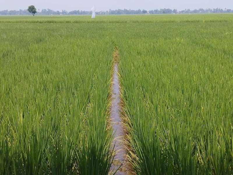 Sawah Panggang Sisik - Image 2