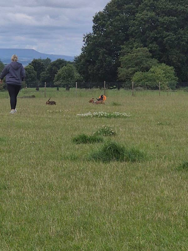 5 Acres Canine Field - Image 1