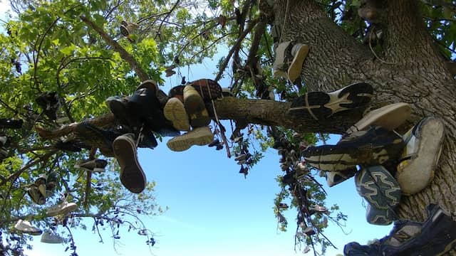 Lyndonville Shoe Trees - Image 1