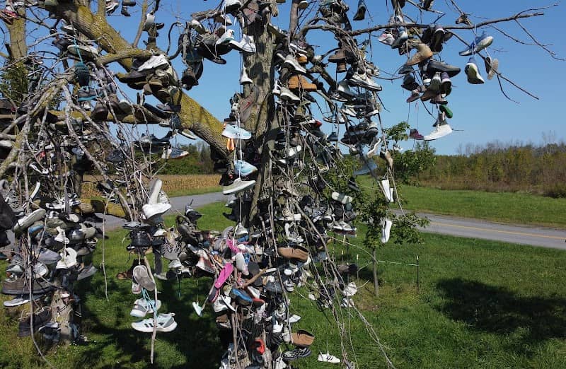 Lyndonville Shoe Trees - Image 3