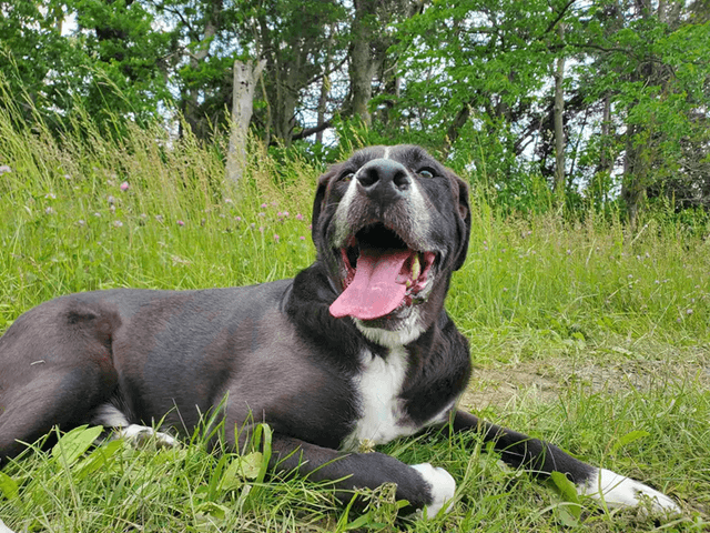 Beautiful Clover Meadows 14 Acre Private Dog Park - Image 1