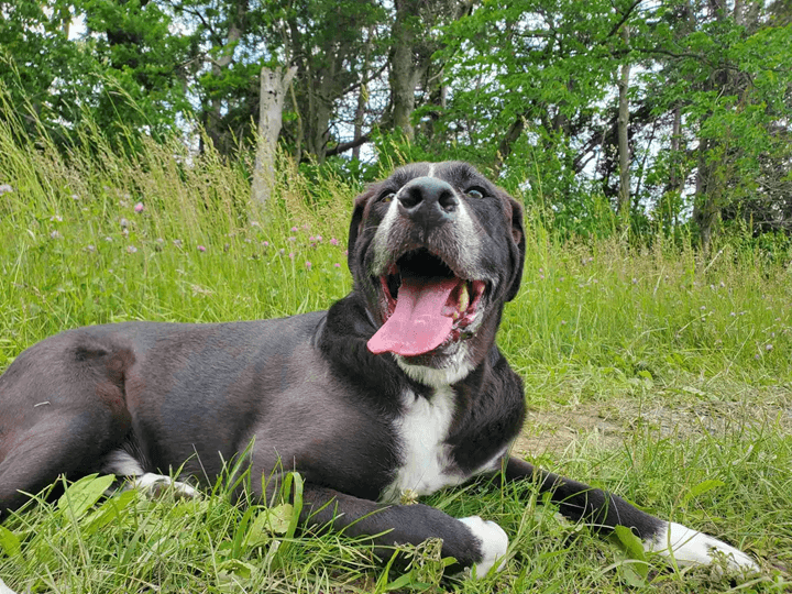 Beautiful Clover Meadows 14 Acre Private Dog Park - Image 1