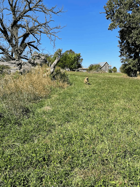 Beautiful Clover Meadows 14 Acre Private Dog Park - Image 2