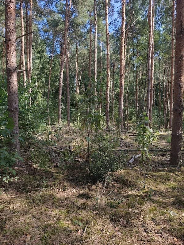 Landgoed Nederheide - Image 2