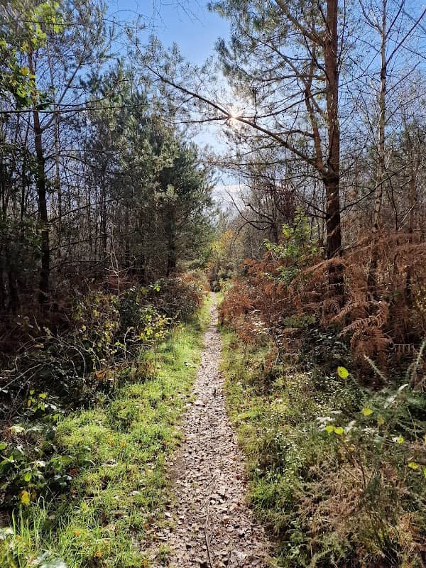Maer Wood - Image 1