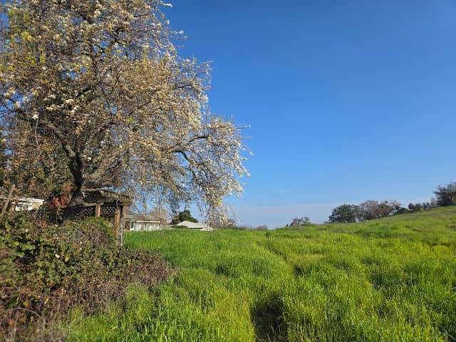 Old Oak park - Image 1