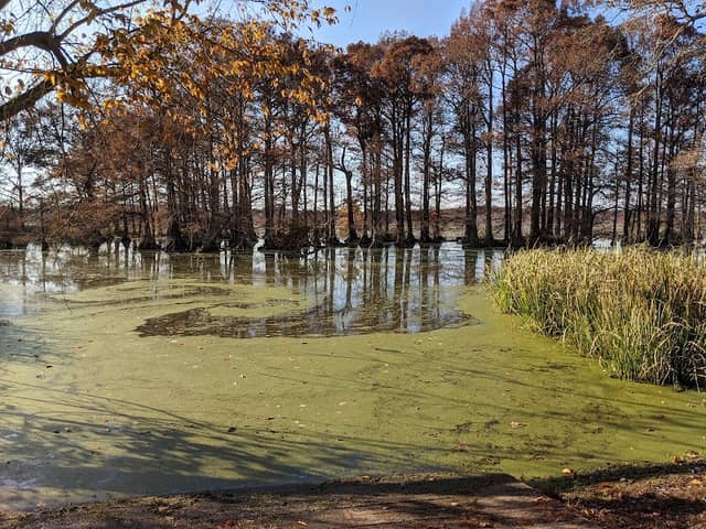 Reelfoot National Wildlife Refuge - Image 3