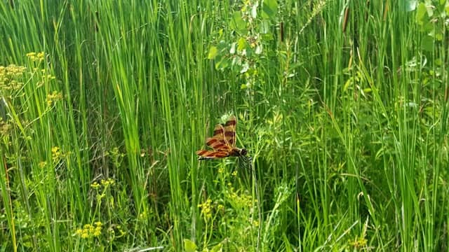 Prairie Pond Wildlife Area - Image 2
