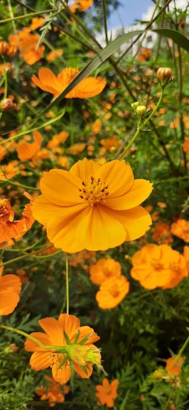 Cosmos Blossom - Image 1