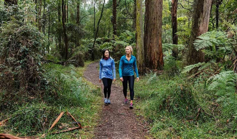Dandenong Ranges National Park - Image 2