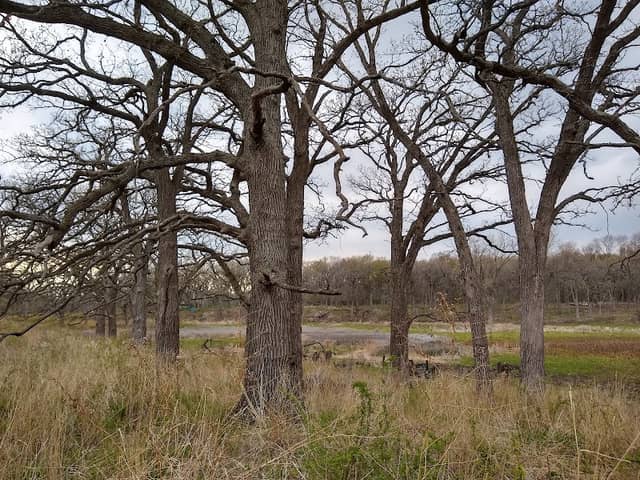 Wolf Oak Woods - Image 2