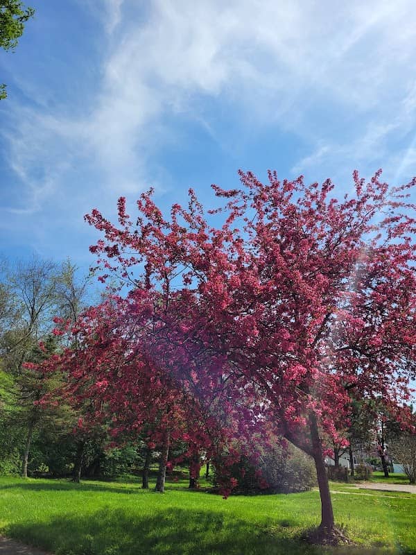 Pine Street Park - Image 1