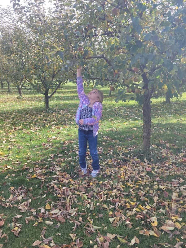 Denmark Apple Picking - Image 1