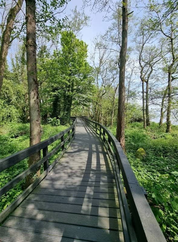 Ballyronan Wood - Image 1