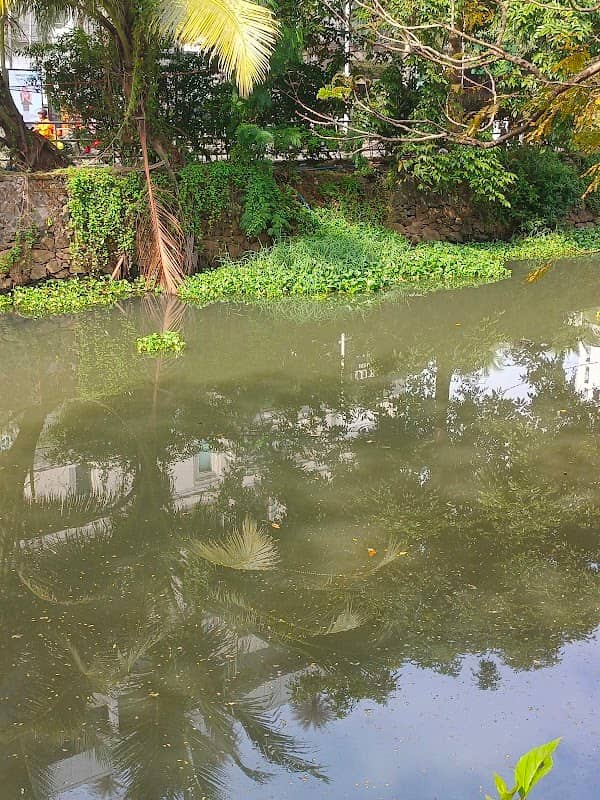 MIYAVAKI FOREST - Image 1
