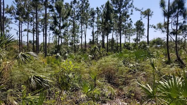 Florida City Pineland Preserve - Image 1