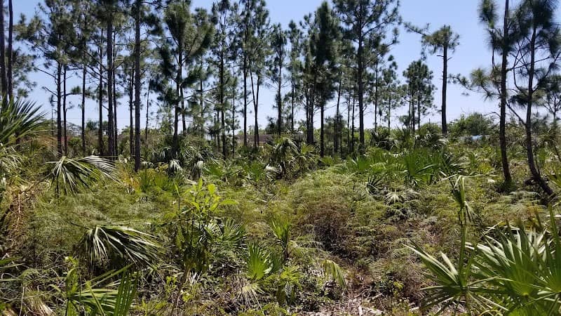 Florida City Pineland Preserve - Image 1