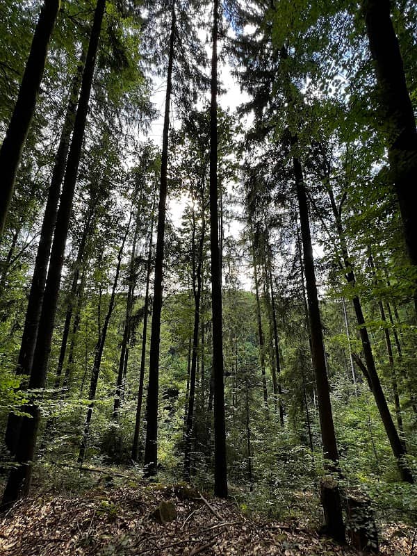 Pfad der Achtsamkeit - Image 2