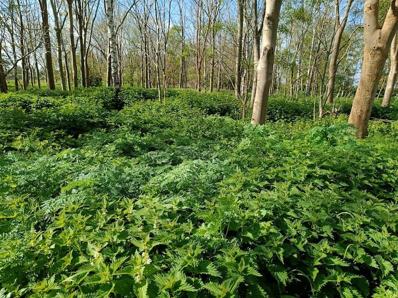 Rotary Wood - Image 2