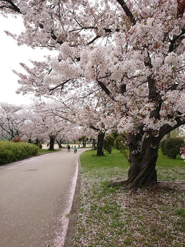 Shirasagi Park - Image 1