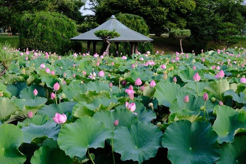 Shirasagi Park - Image 2