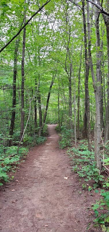 Clappison Woods - Image 1