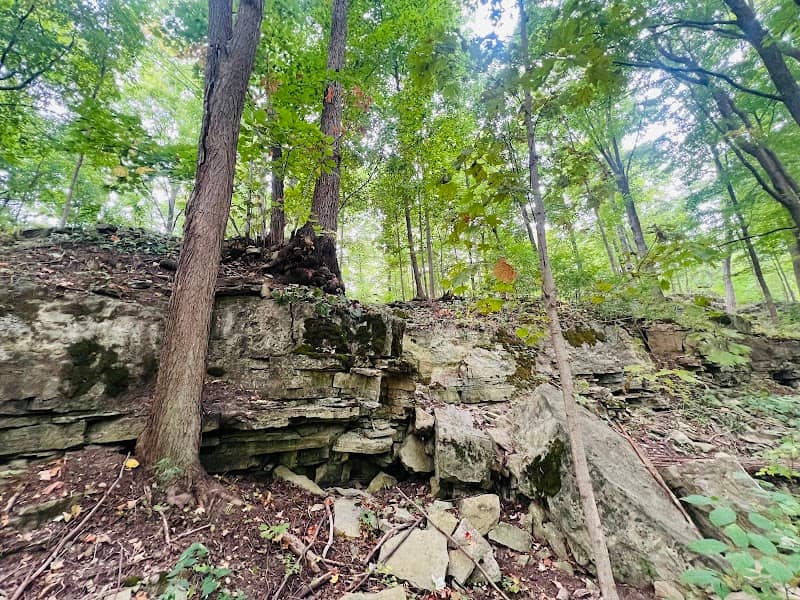 Clappison Woods - Image 3