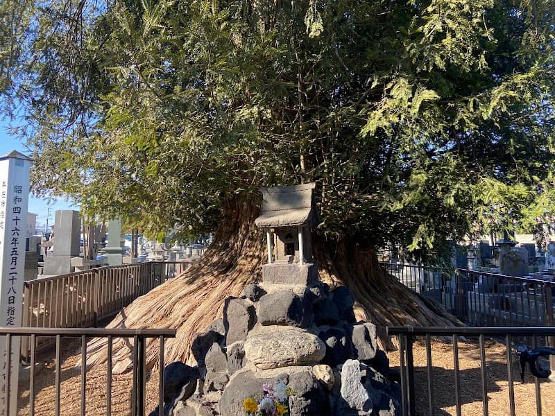 沼和田宝輪寺のカヤ - Image 1
