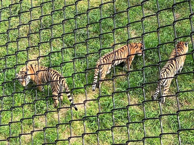 Amur Tiger - Image 2