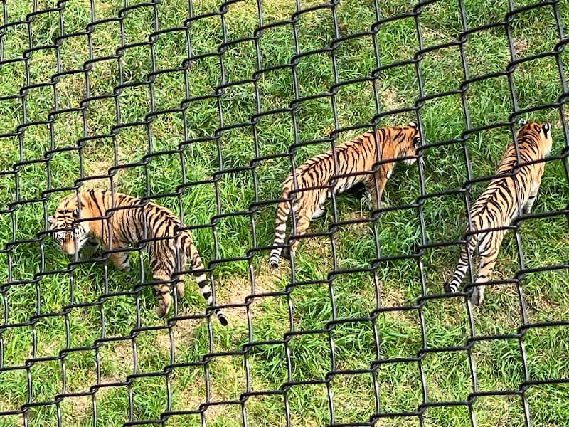 Amur Tiger - Image 2