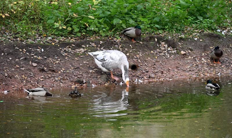 Hookgate Nature Reserve - Image 1