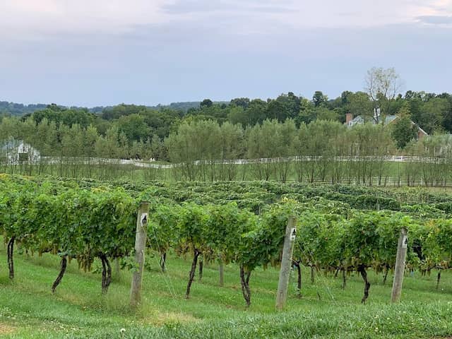 Rockside Winery and Vineyards - Image 2