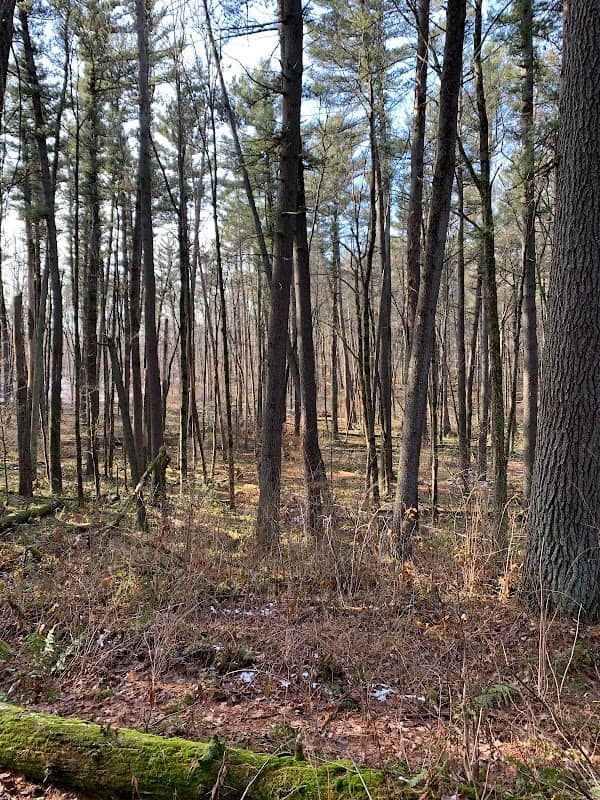 New Hope Pines State Natural Area - Image 2
