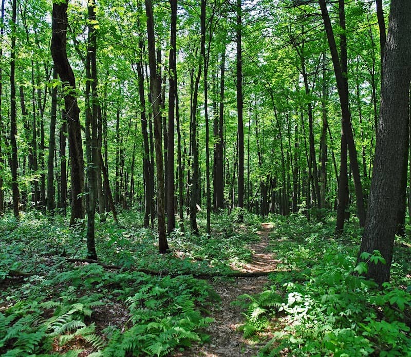 New Hope Pines State Natural Area - Image 1