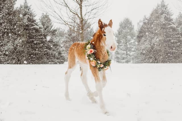 Sandy Acres Clydesdales - Image 2