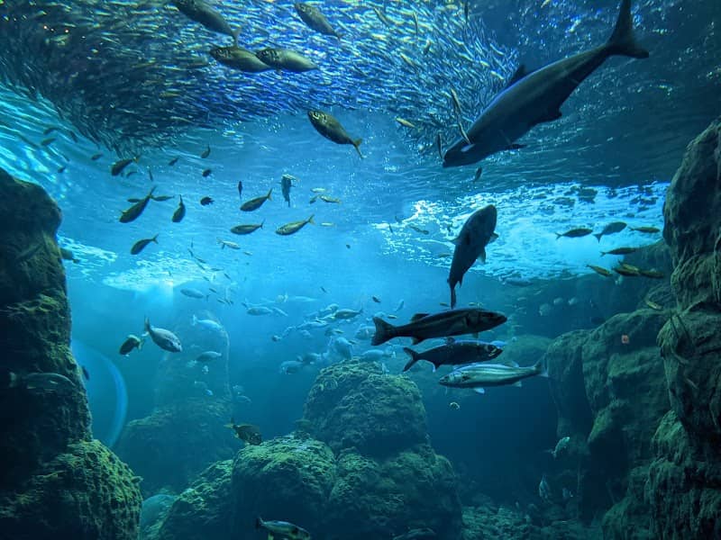 Enoshima Aquarium - Image 3
