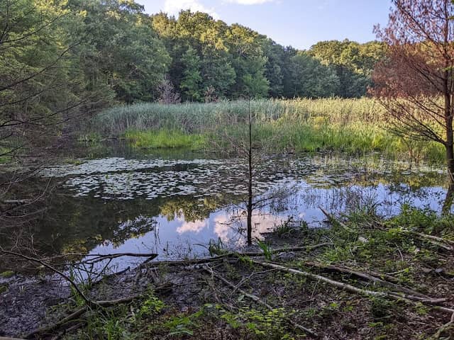 Forever Forest Harwinton Land Trust - Image 2