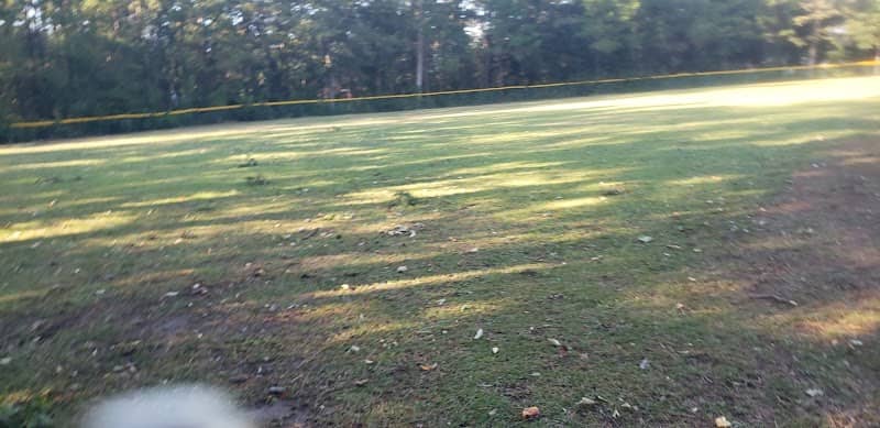 Park forest - Image 2
