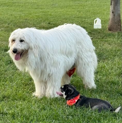 Beardmore Freedom Dog Park - Image 1