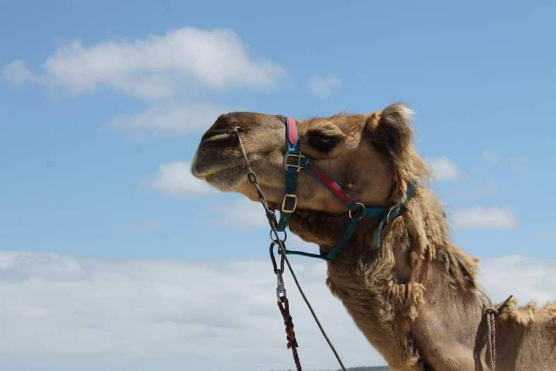 Camel ride - Image 1