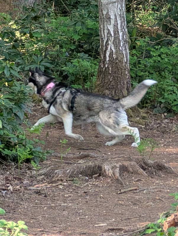 WILD WOODS DOGGONE SECURE WALKING PARKS - Image 2